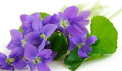 Florantina Florists
