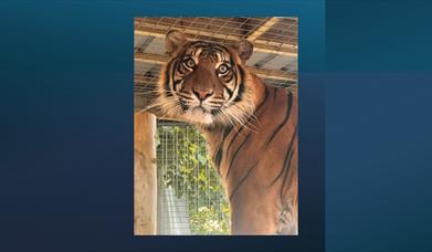 Raja Tiger