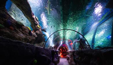 Sea Life Aquarium