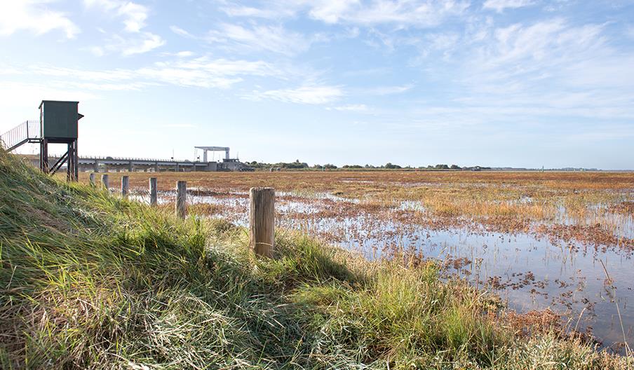 RSPB Berney Arms & Breydon Water