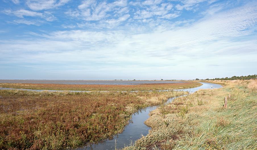 Halvergate Marshes and Weavers Way