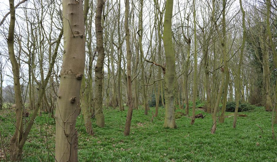 Beacon Park Woodland