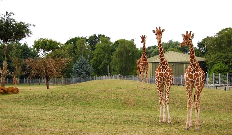 Africa Alive! Wildlife Park in Lowestoft, Lowestoft Great Yarmouth