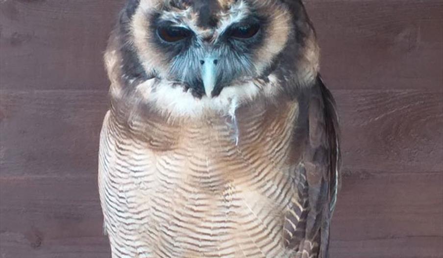 Owl