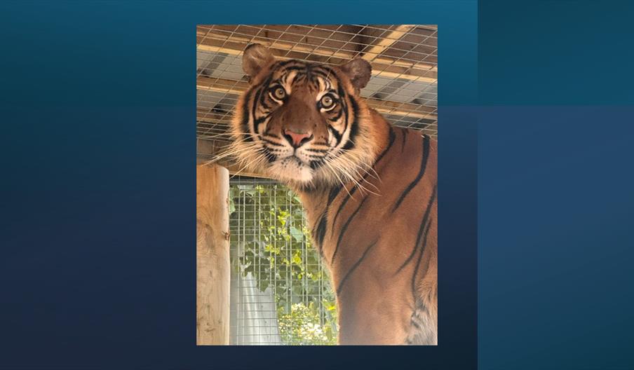 Raja Tiger