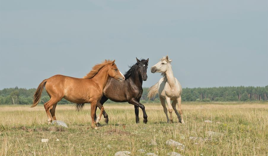 Chestnut, brown and white horses in field
