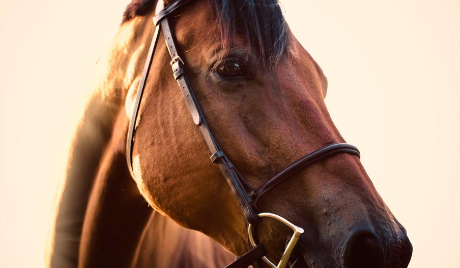 Chestnut horse