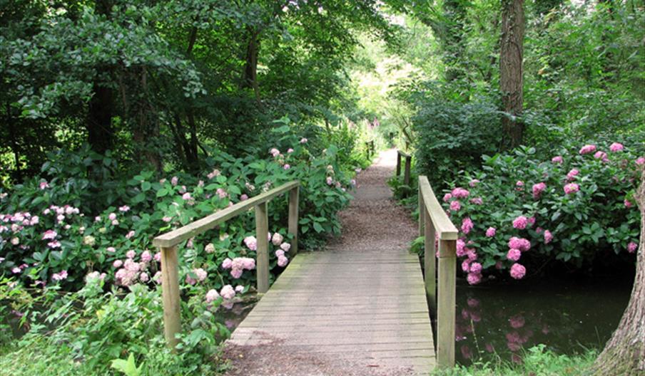 Hydrangea in Fairhaven Water Garden