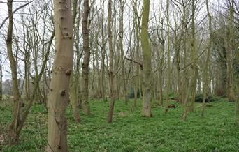 Beacon Park Woodland
