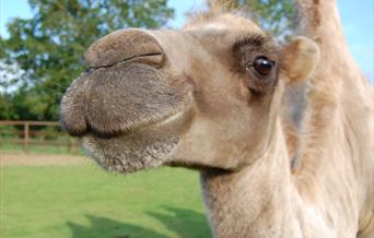 Oasis Camel Park