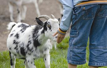 Pettitts Animal Adventure Park