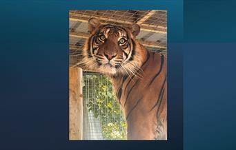 Raja Tiger