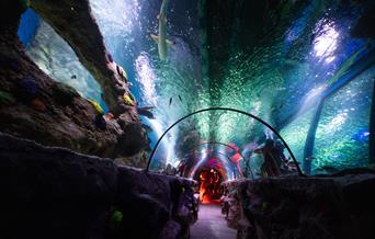 Sea Life Aquarium
