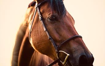 Chestnut horse