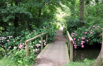 Hydrangea in Fairhaven Water Garden