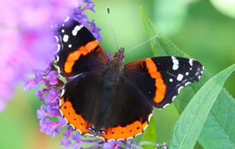Red Admiral butterfly on purple flower
