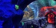 Ascarium at the Sea Life