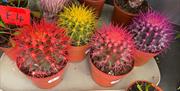 Jack's Flower Stall