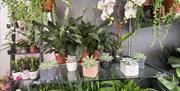 Jack's Flower Stall