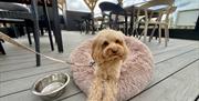Sara's Tearooms, dog friendly both inside & outside