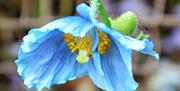 Meconopsis - Himalayan Blue Poppy