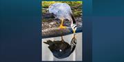Goose