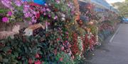 Filby in bloom