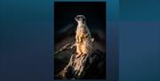 Meercat