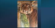 Raja Tiger