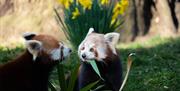 Thigby panda
