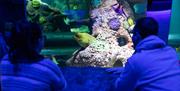 Sea Life Aquarium