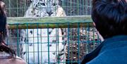 leopard