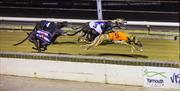 Greyhound Racing
