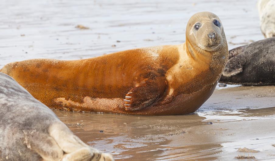 Winterton to Horsey