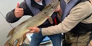 Pike fishing Norfolk Broads