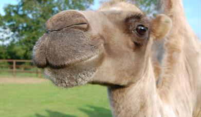 Oasis Camel Park