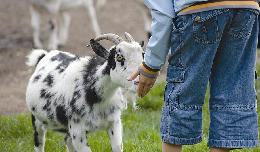 Pettitts Animal Adventure Park