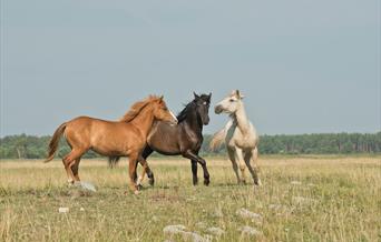 Chestnut, brown and white horses in field