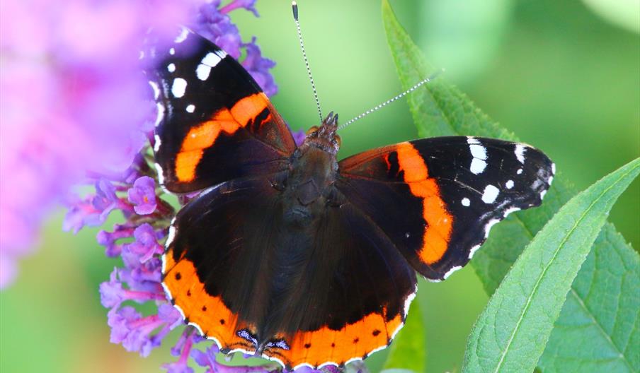 Red Admiral butterfly on purple flower