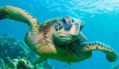 Green sea turtle swimming in clear blue water